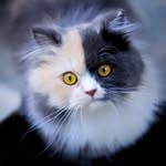 _cutecatworld profile picture