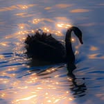 _hafsaa_88 profile picture