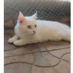 _himanshu_patwa profile picture
