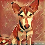 _hoangleloi_ profile picture