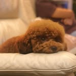 _joyce__chan_ profile picture