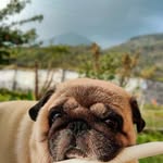 _junothepug_ profile picture