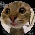 _kab__yaa profile picture