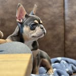 _lilou2506_ profile picture