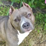 _lucythepitbull_ profile picture