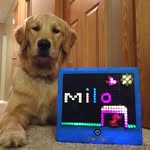 _milo_the_golden_ profile picture