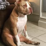 _milothepit profile picture