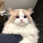 _mycats.cats profile picture