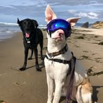 _pigletthepup profile picture