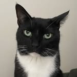 _porkchopthecat_ profile picture