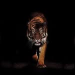 _rajput_x_2004_ profile picture