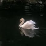 _rashmi_bisht10 profile picture