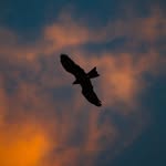 _sandy7085 profile picture