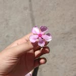 _shreya.sharma_110 profile picture
