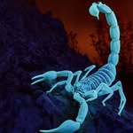 _skorpion.___ profile picture