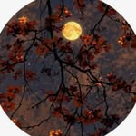 _srishti.bhattacharjee_ profile picture