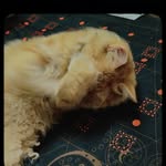 _tasnimatika_ profile picture