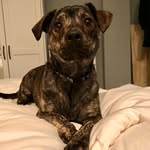 _thelittleleo profile picture