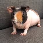 _wheres_wallace_ profile picture