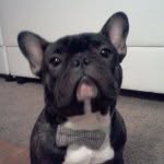 _yoda_the_frenchie_ profile picture