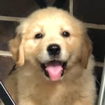 _ziggythegoldenpup profile picture