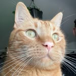 a.lugo96 profile picture
