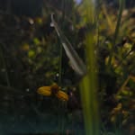 a__lahn__ profile picture
