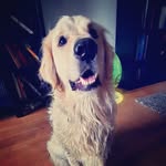 a_day_in_gorkys_life profile picture