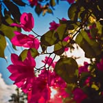 a_girll_with_naturee profile picture