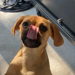 a_pupful_life profile picture