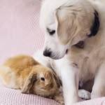 a_puppy_and_a_bunny profile picture