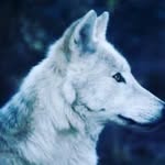 a_r_j_u_n.147 profile picture