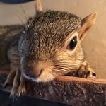 a_squirrel_called_peanut profile picture