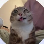 aalu_sama profile picture