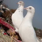 aamir_bantikhada_kabutar_baj_p profile picture