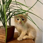 aaryan.naaik profile picture