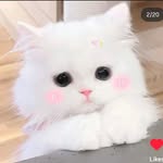 aayshu246 profile picture