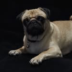abangkejuu profile picture