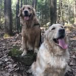 abbie_and_willie_the_goldens profile picture