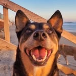 abbiesurfs profile picture