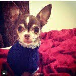 abbythechihuahuacabrera profile picture