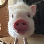 abby_thepinkpiggy profile picture