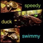 abc_reptiles_ profile picture