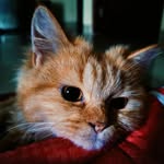 abdul.nzk profile picture