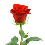 abdulhashem706 profile picture