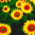 abdullah.mouhammed___3149 profile picture