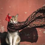 abduxoliqova_d_a profile picture