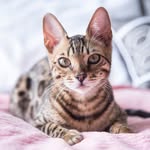 abengalnamedzara profile picture