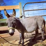 abe_thedonkey profile picture