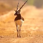 abhijeet91986 profile picture